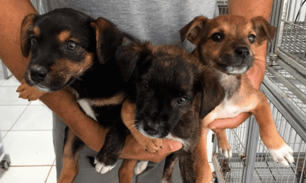 Três filhotes de cachorro vira-latas