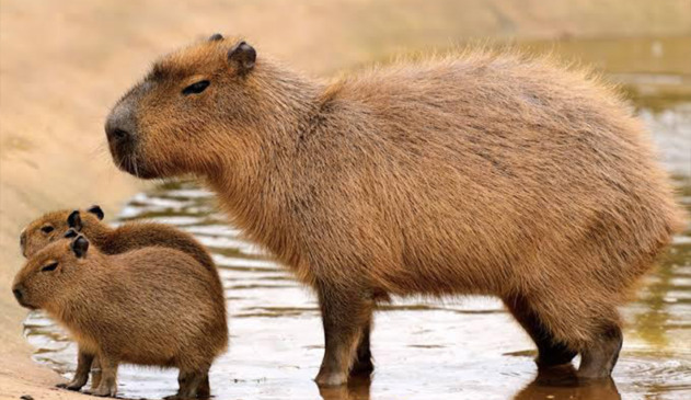 40 capivaras serão abatidas em Itatiba