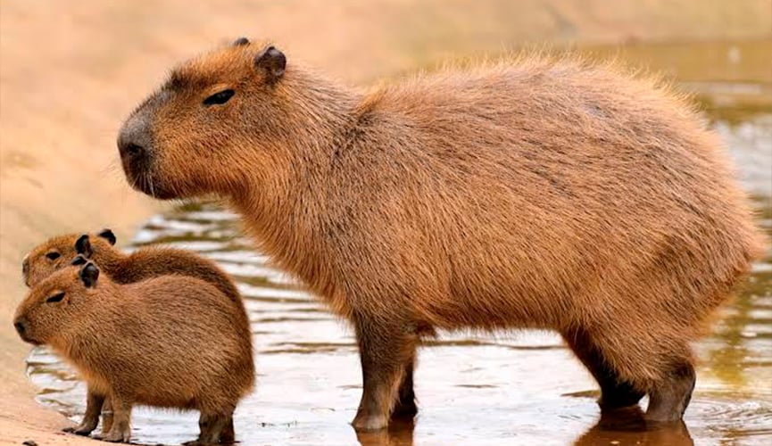 40 capivaras serão abatidas em Itatiba