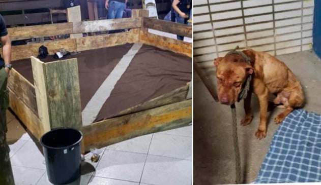 à esquerda, "ringue" de madeira onde era realizada rinha de cães. à direita, ccão pitbull machucado e preso por corda