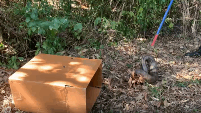 Quatro jibóias são resgatadas pela Divisão Florestal em Jundiaí