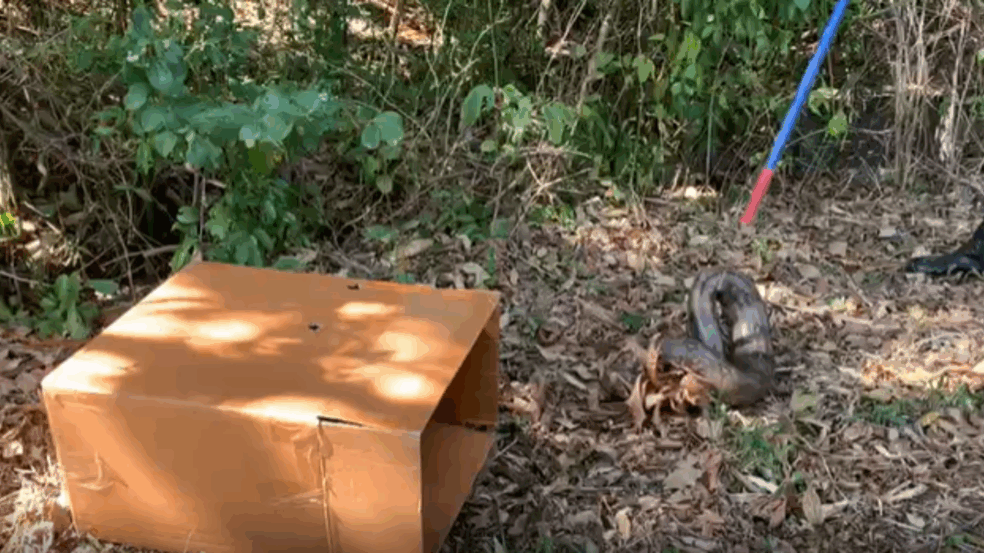 Quatro jibóias são resgatadas pela Divisão Florestal em Jundiaí