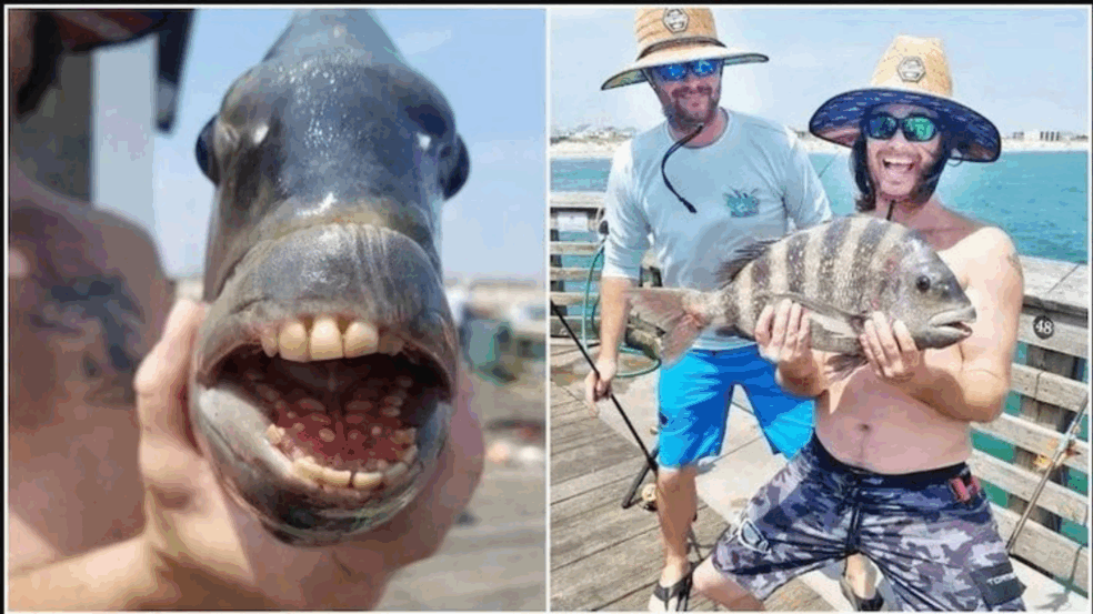 Foto: Reprodução/Facebook/Jennette's Pier