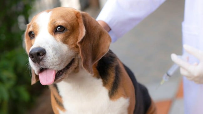 Cachorro sendo vacinado