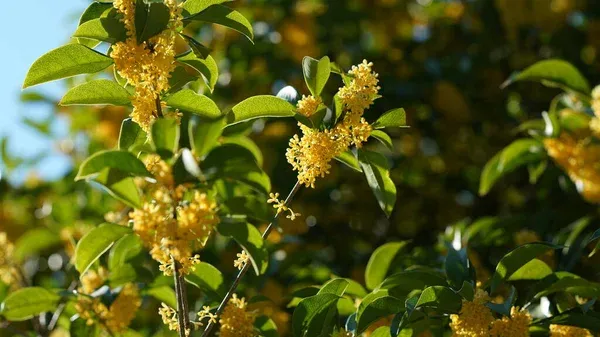 5 segredos que ajudam a jasmim-do-imperador a florir mais rápido