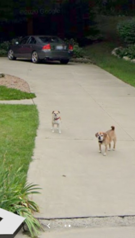 Cachorros em calçada