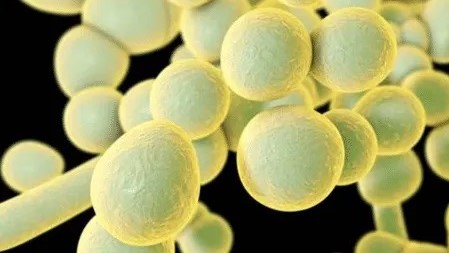 Foto: SCIENCE PHOTO LIBRARY