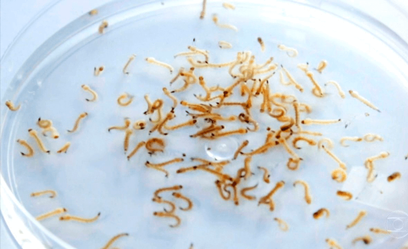Larvas do Aedes sendo estudadas
