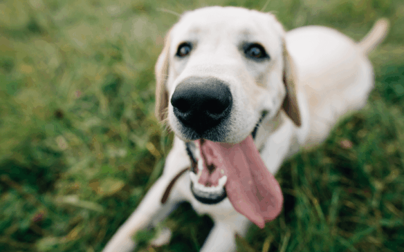 Famílias e seus animais poderão aproveitar a 1ª edição da Semana Pet, em Jundiaí. (Foto: freepic.diller)