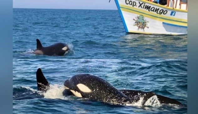 Baleias no mar de Ilhabela