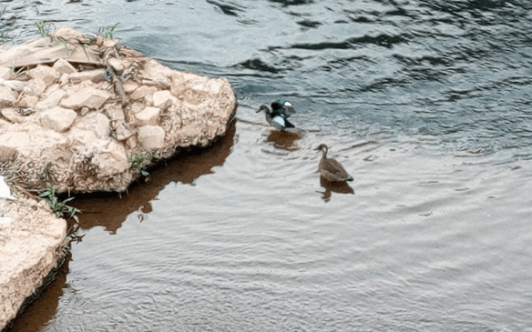 Maria Inês Guarda Tafarello flagrou dois patos no trecho próximo ao Hospital Paulo Sacramento. (Foto: Arquivo pessoal)