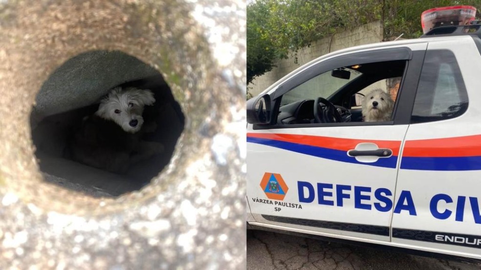 Cachorro é resgatado de dentro de bueiro estreito em Várzea Paulista
