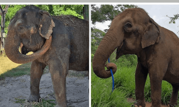 À esquerda, Lady poucos dias antes de chegar ao Santuário; à direita, com seis semanas de acolhimento.
