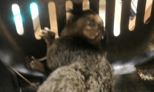 Sagui sofreu traumatismo craniano e estava em estado grave. (Foto: Divulgação)