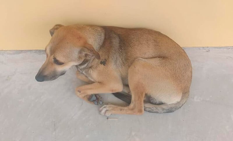 Cachorro deitado no chão do hospital