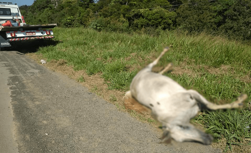 Cavalo caído na beira de estrada