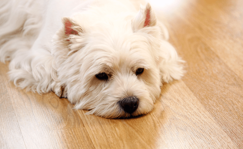 Cachorro deitado no chão de sala