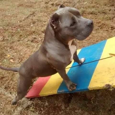 Kyra desapareceu no bairro Santa Gertrudes, em Jundiaí