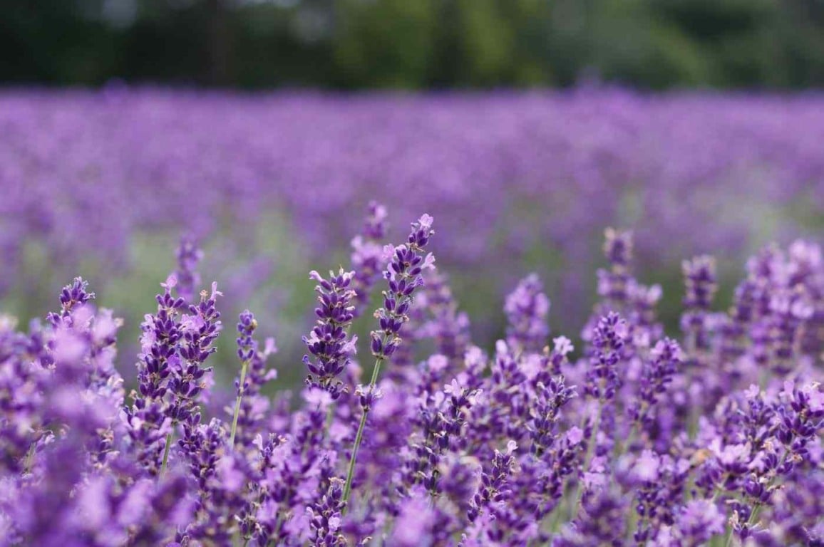 Repelentes naturais: veja 5 plantas para você cultivar que afastam os insetos