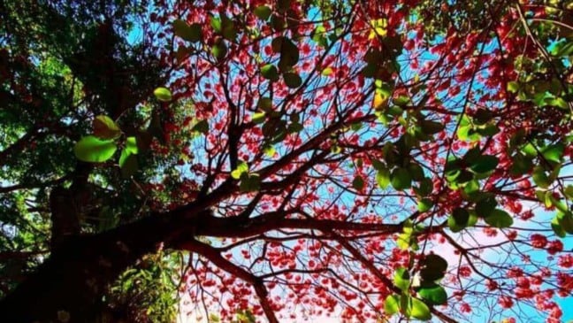 Árvore durante Florada dos Ipês