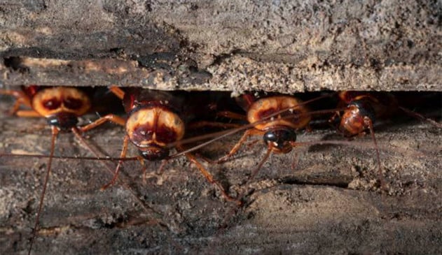 A partir de evolução, baratas podem se tornar 'imortais' em alguns anos