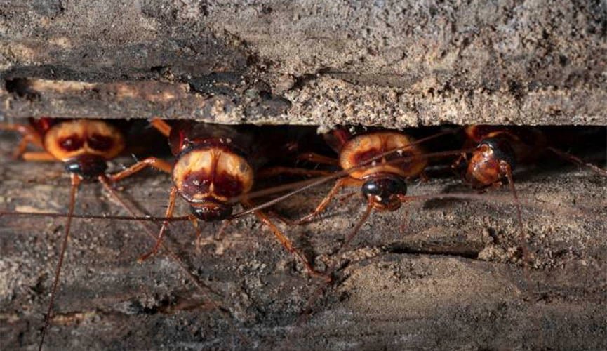 A partir de evolução, baratas podem se tornar 'imortais' em alguns anos