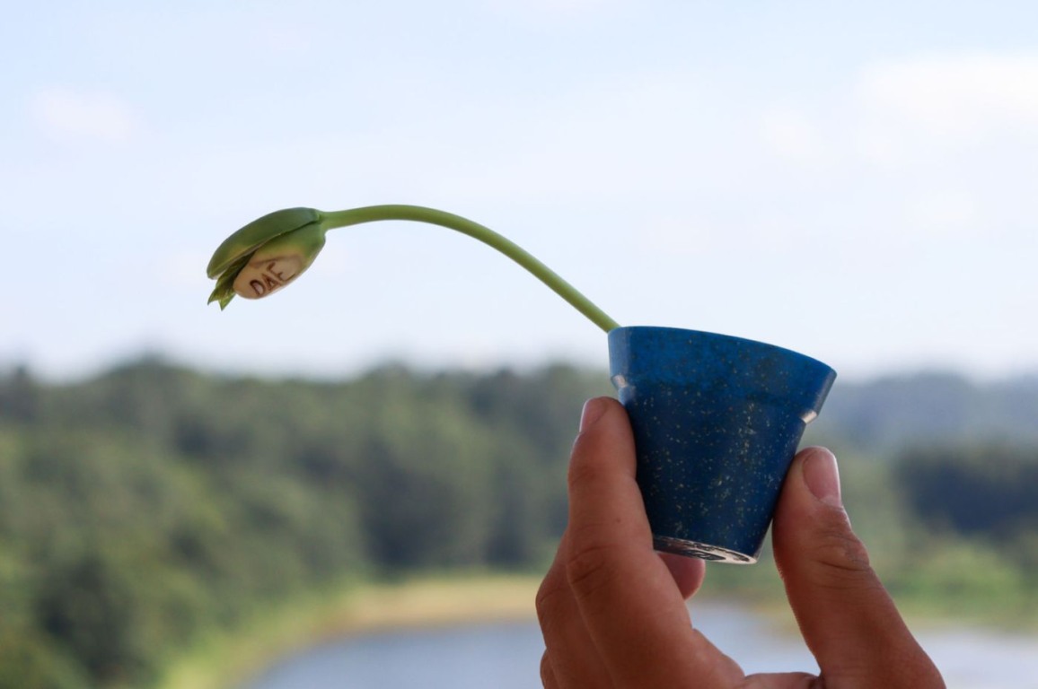 'Semente mágica' com nome da DAE é novidade em ação social da empresa