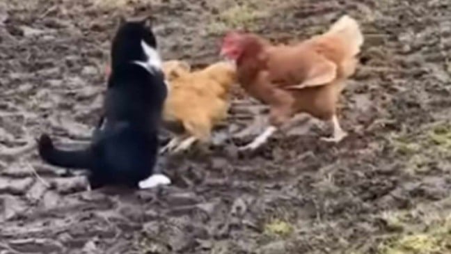 Gato e galinhas brigando