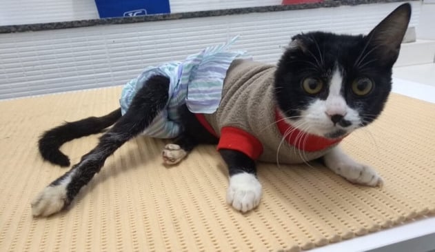 Gata abandonada se recupera