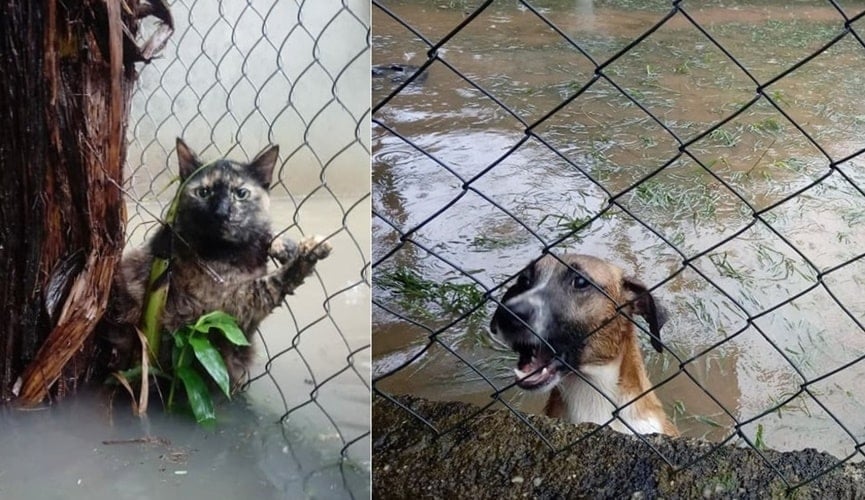 Foto de animais submersos na água