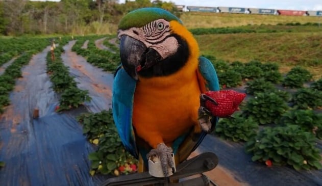 Arara aceita morango de agricultor e vídeo viraliza na internet