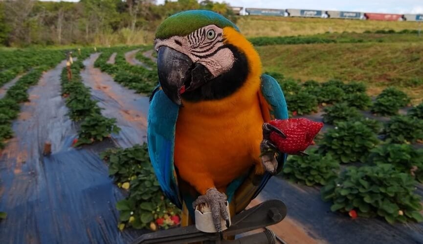 Arara aceita morango de agricultor e vídeo viraliza na internet