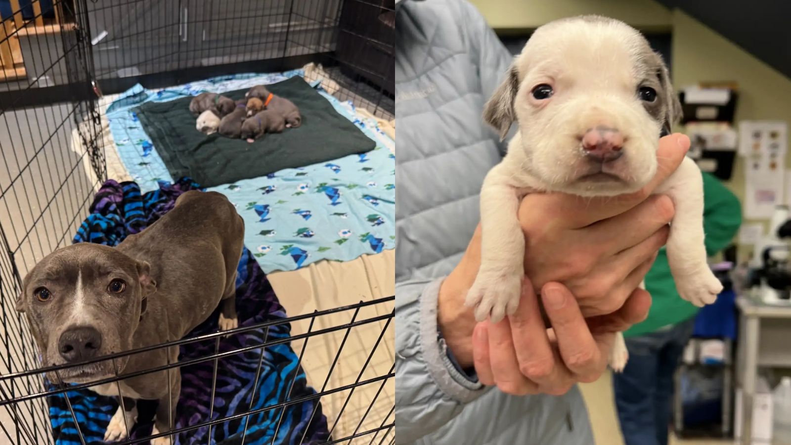 Galentine e seus filhotes