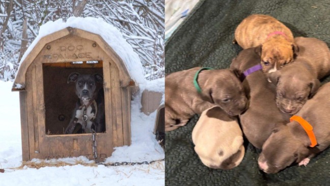 Galentine e seus filhotes