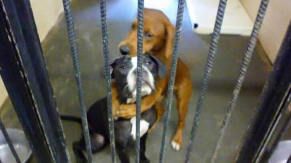 Cachorros se abraçando