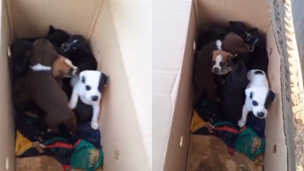 Abrigo de Campo Limpo Paulista promove adoção de filhotes abandonados em caixa de papelão Abrigo de Campo Limpo Paulista promove adoção de filhotes abandonados em caixa de papelão