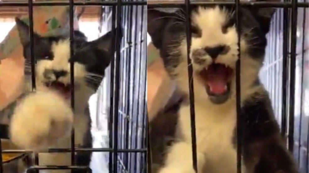 Gato gritando