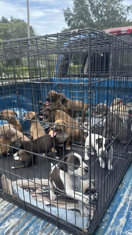 Filhotes de cachorro abandonados em gaiolas