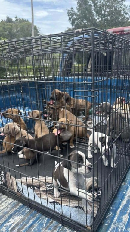 Filhotes de cachorro abandonados em gaiolas