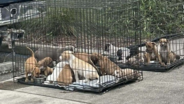 Filhotes de cachorro abandonados em gaiolas