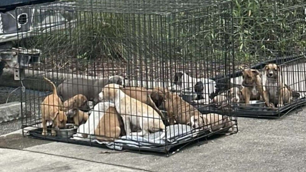 Filhotes de cachorro abandonados em gaiolas
