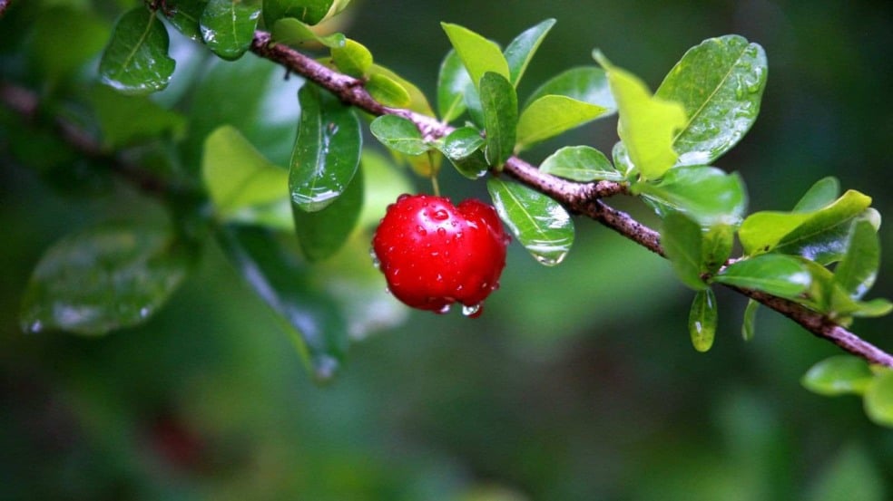 (Foto: RENATO DE OLIVEIRA/Canva)