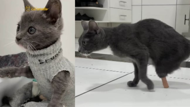 Gato perdeu as patas em motor de carro