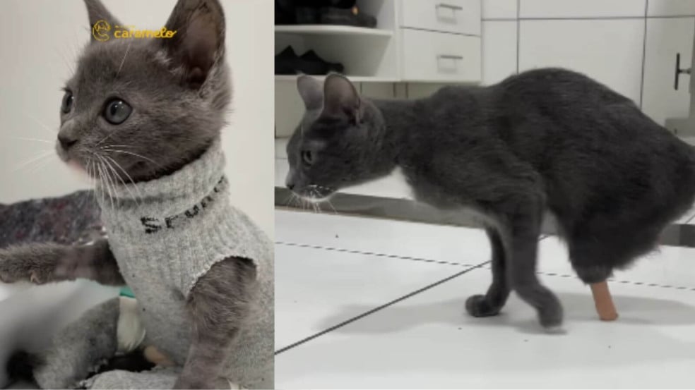 Gato perdeu as patas em motor de carro