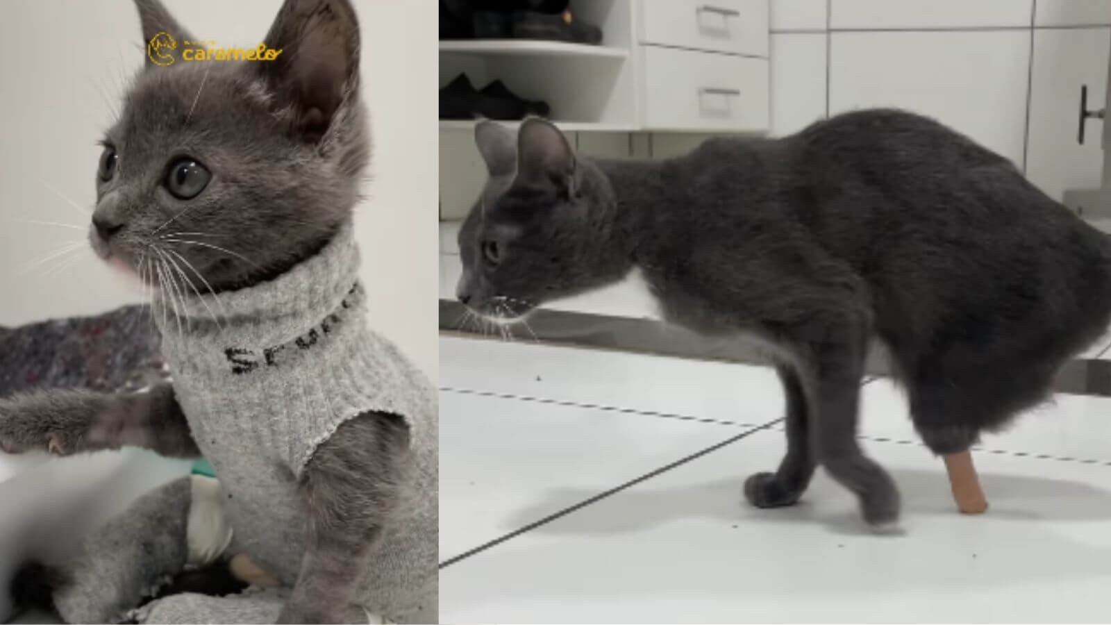 Gato perdeu as patas em motor de carro