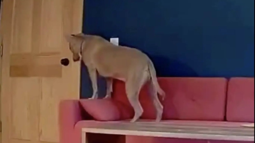 Cachorro sempre espera por seus tutores pacientemente na porta Cachorro sempre espera por seus tutores pacientemente na porta