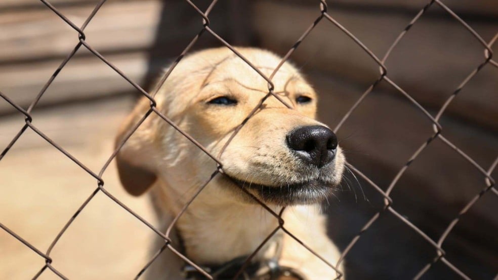 (Foto: Canva/pixelshot)