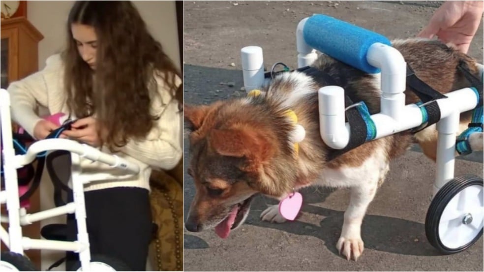 Menina fazendo cadeira de rodas para cachorro