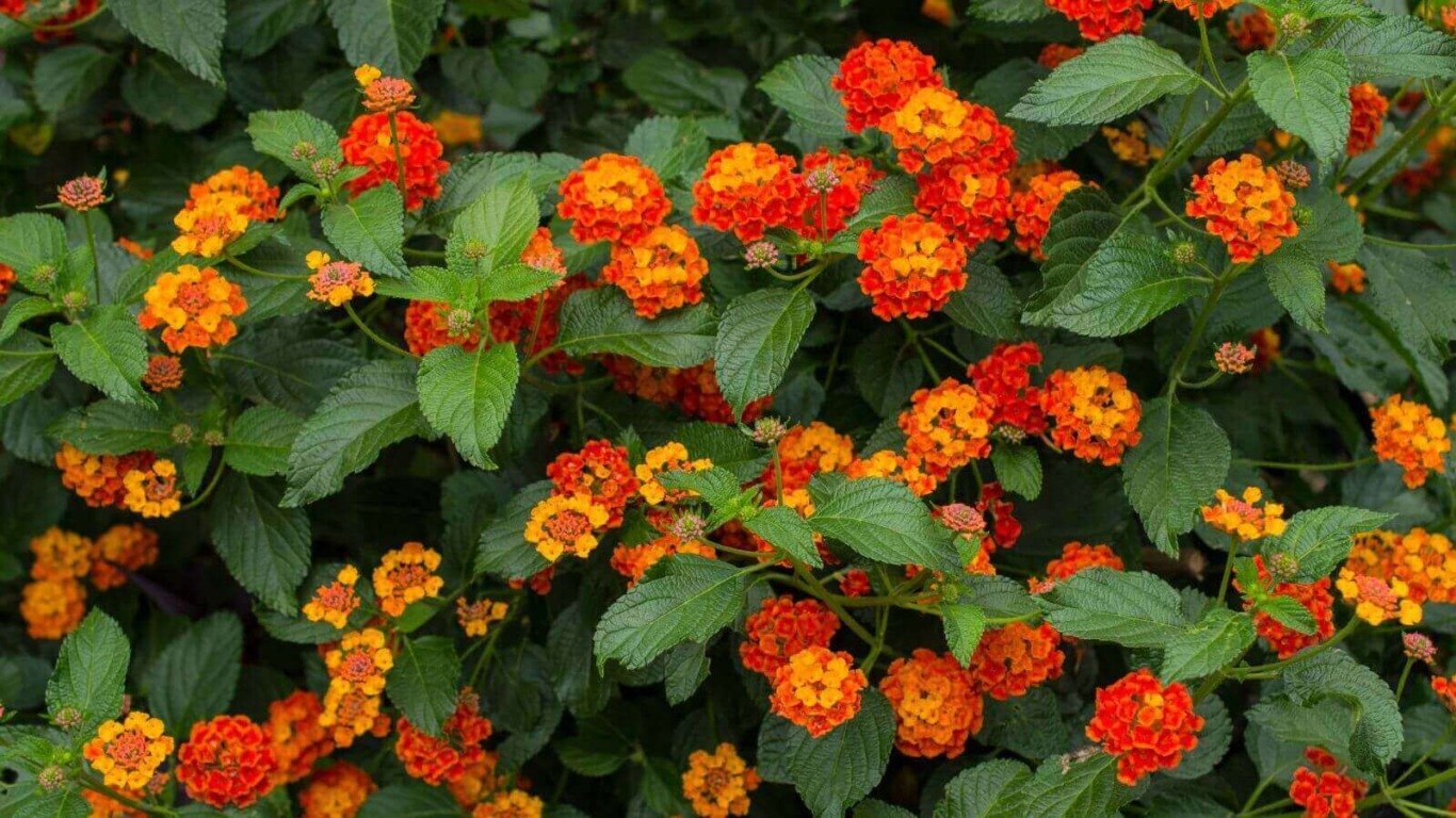 Flores de ora-pro-nóbis