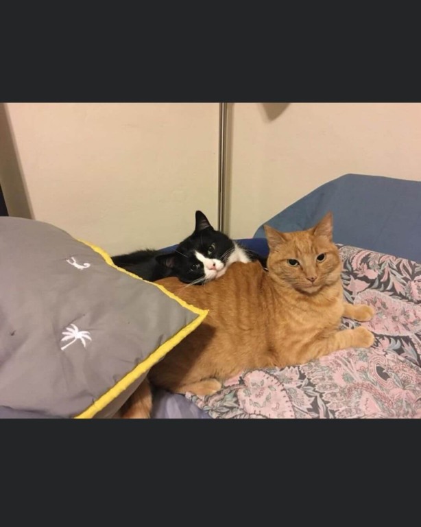 Aeroporto contrata gato fofo